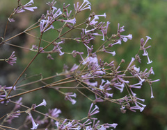 Spermadictyon suaveolens