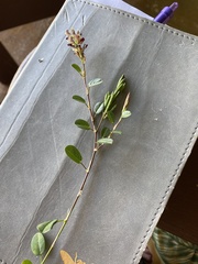 Alysicarpus vaginalis