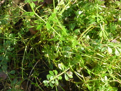 Galium aparine