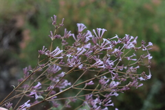 Spermadictyon suaveolens