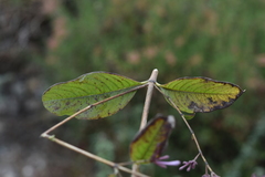 Spermadictyon suaveolens