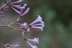 Spermadictyon suaveolens