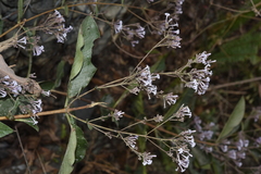 Spermadictyon suaveolens