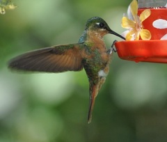 Heliodoxa rubricauda