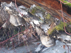 Fomes fomentarius