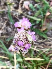 Adelphocoris quadripunctatus