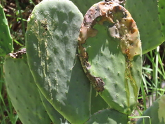 Cactoblastis cactorum