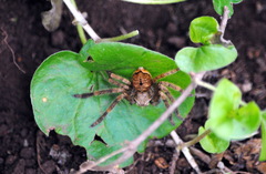 Polybetes rapidus