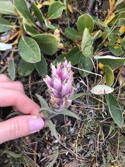 Castilleja elegans
