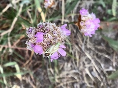 Adelphocoris quadripunctatus