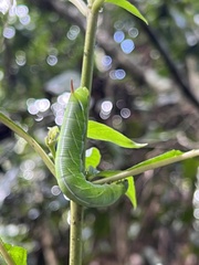 Sphingidae