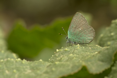 Callophrys mystaphia