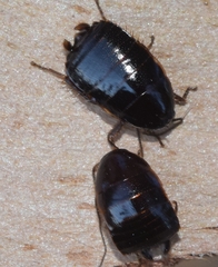 Loboptera