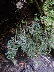 Hymenophyllum australe