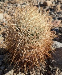 Echinomastus johnsonii