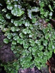 Lunularia cruciata
