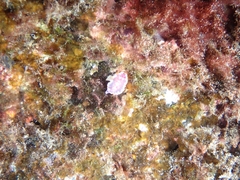 Felimida purpurea