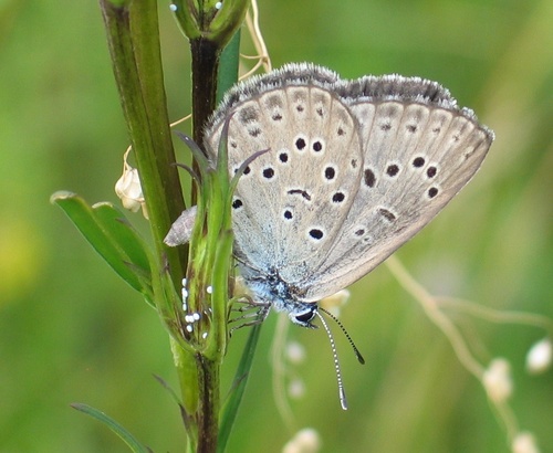 Alcon Large Blue, photo 6 of 8