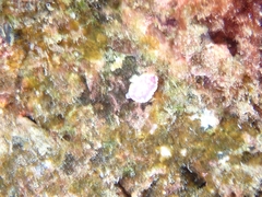 Felimida purpurea