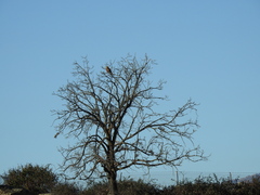 Milvus milvus milvus