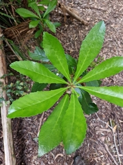 Anopterus glandulosus