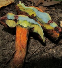 Boletus subluridellus