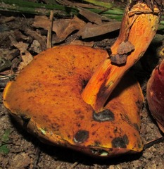 Boletus subluridellus