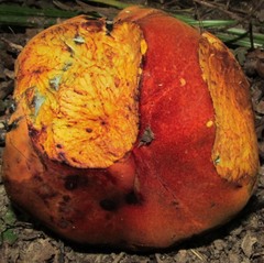 Boletus subluridellus