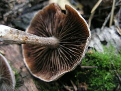 Cortinarius hemitrichus