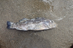 Chironemus marmoratus