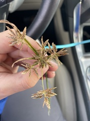 Cyperus sphacelatus