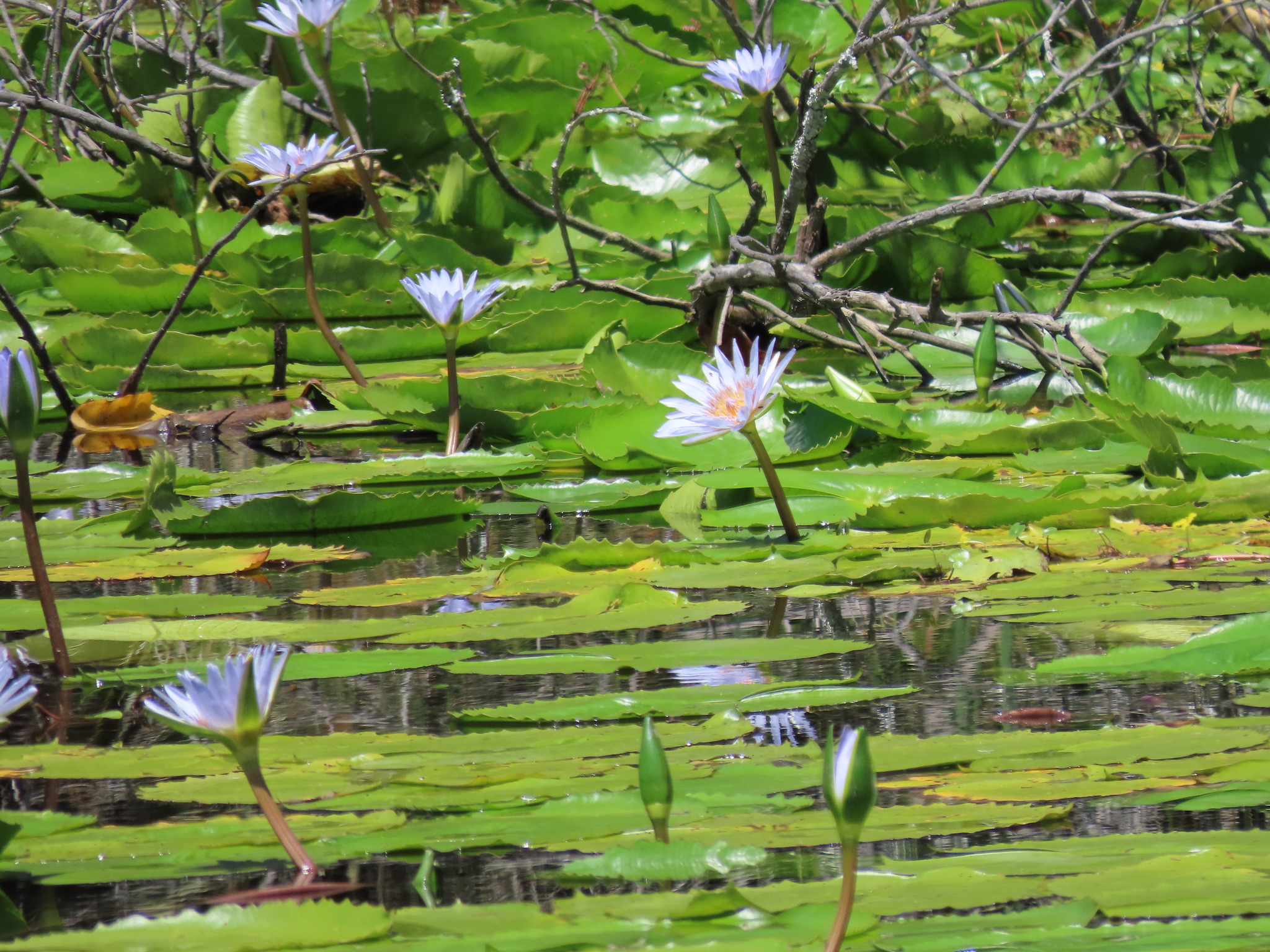 Nymphaea L.