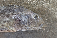 Chironemus marmoratus