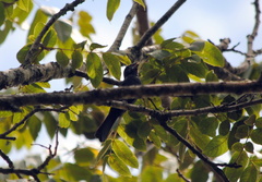 Cyanoloxia brissonii