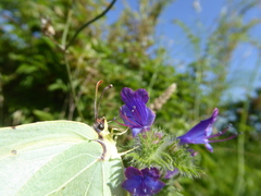 Gonepteryx cleopatra