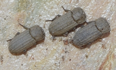Sclerum armatum