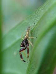 Indopadilla insularis