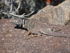 Crotaphytus bicinctores