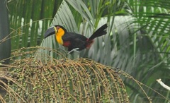 Ramphastos vitellinus