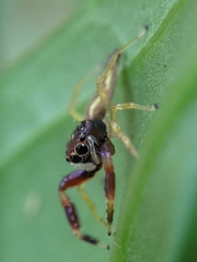 Indopadilla insularis