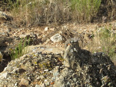 Crotaphytus bicinctores