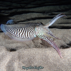 Common Cuttlefish