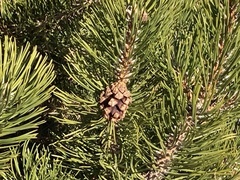 Mountain Pine (Pinus uncinata)
