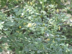 Abutilon viscosum