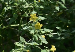 Abutilon viscosum