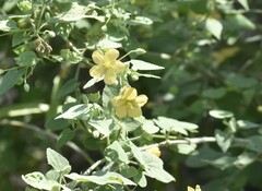 Abutilon viscosum