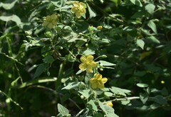 Abutilon viscosum