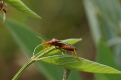 Crinocerus sanctus