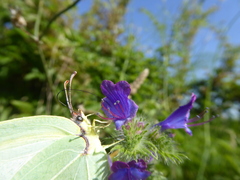 Gonepteryx cleopatra