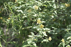 Abutilon viscosum